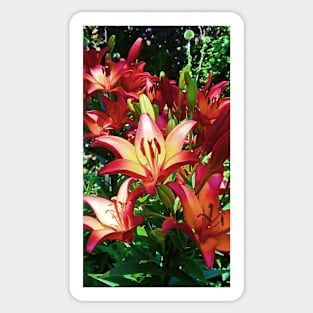 Red Orange Asiatic Lilies Sticker